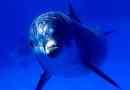 Dolphin spy în serviciul israelului